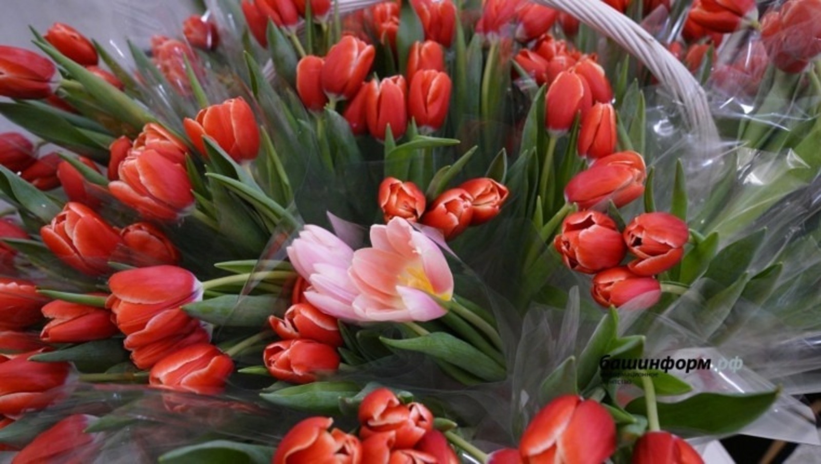 Башинформ архив