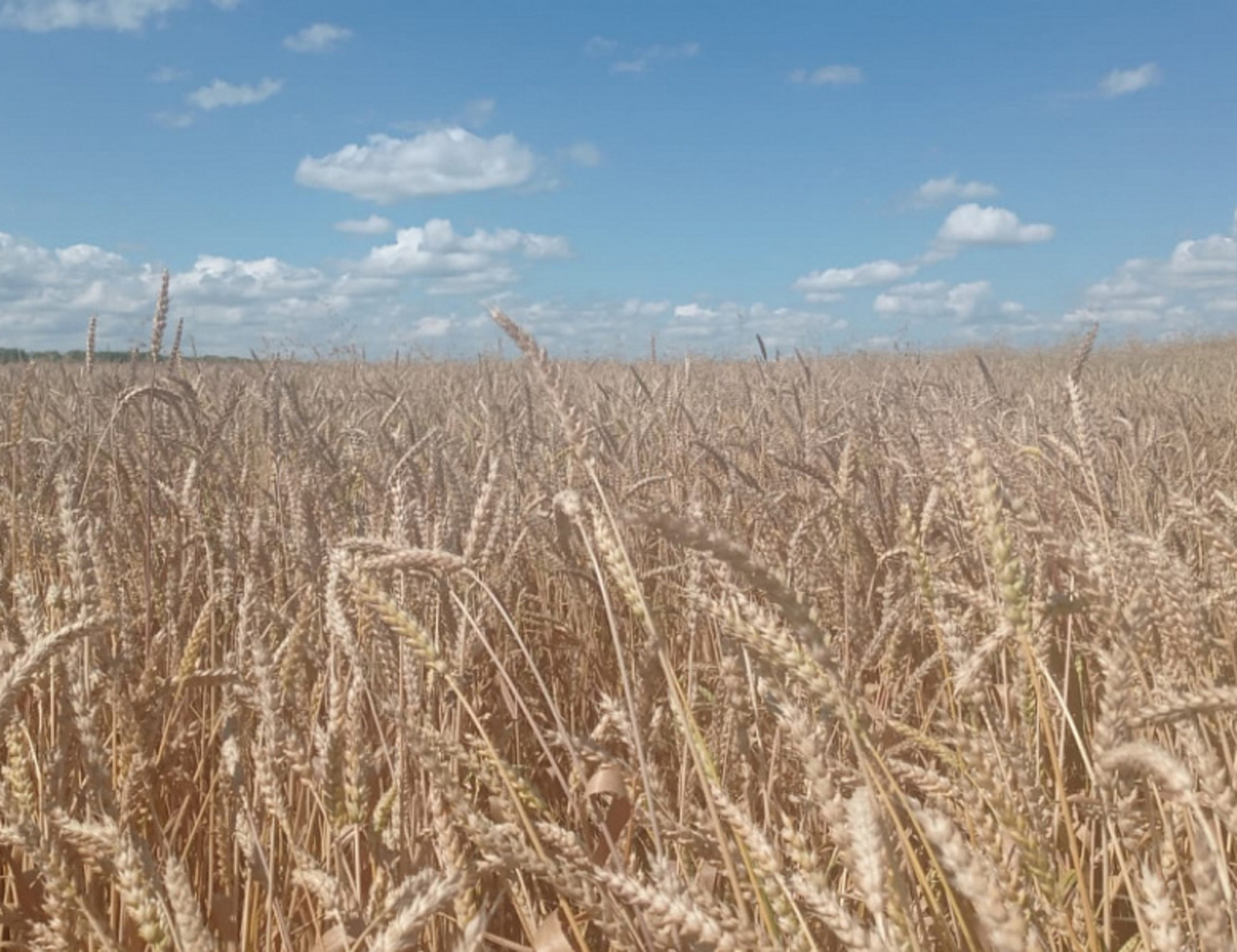 В Башкирии урожайность озимых  составила  35 центнеров с гектара