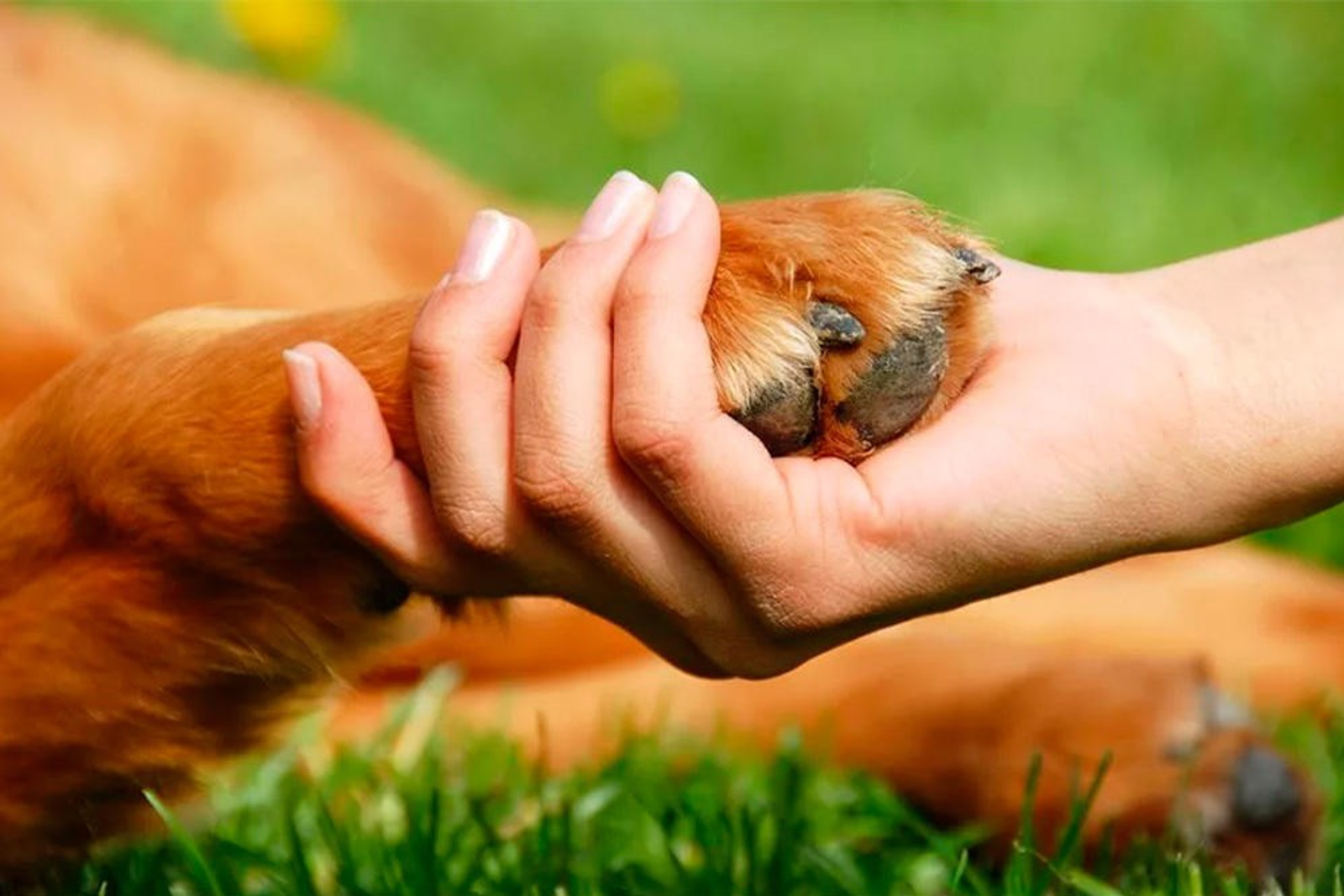 День о защите животных