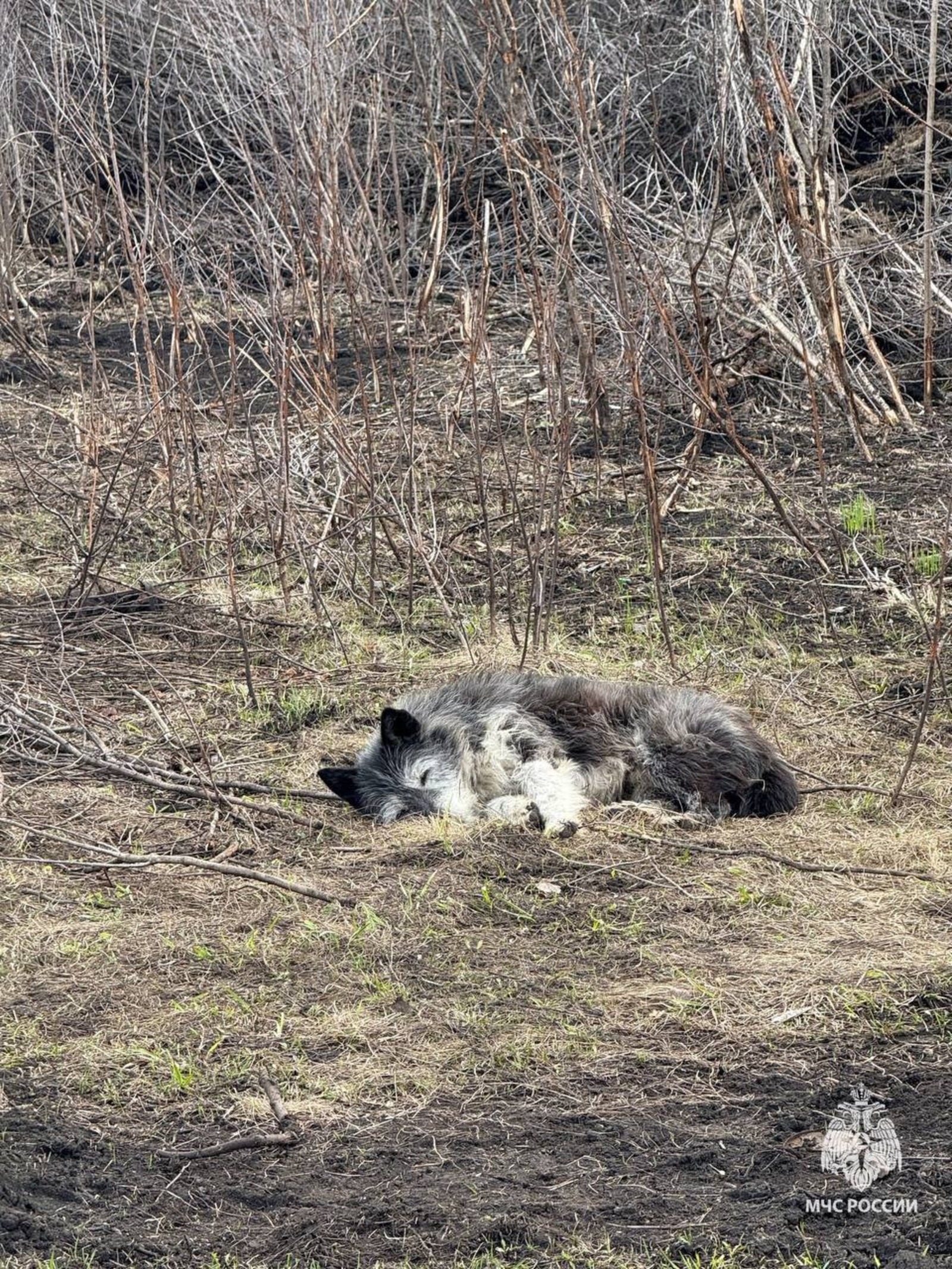 главное управление МЧС по РБ