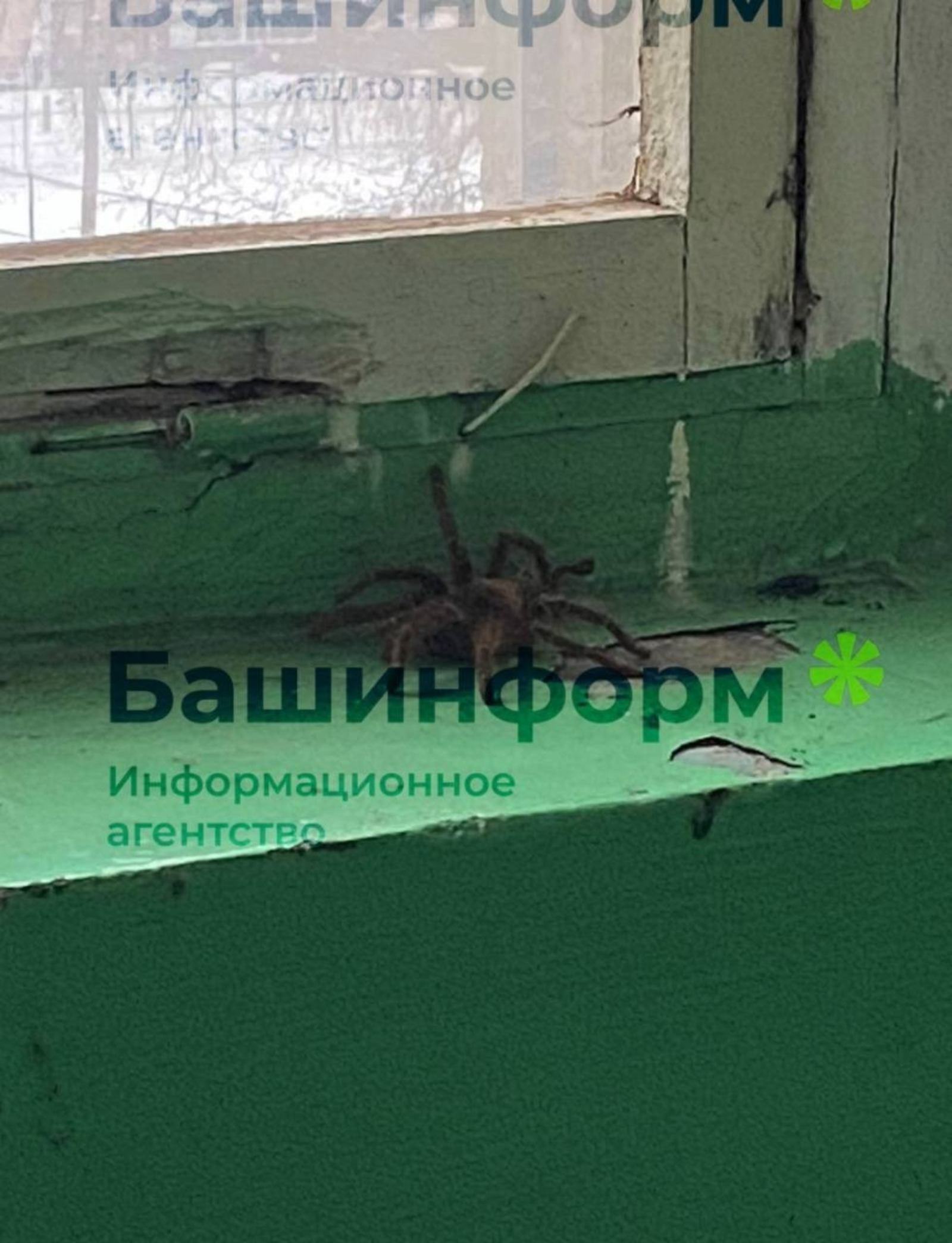 предоставлено Дмитрием Стрельниковым