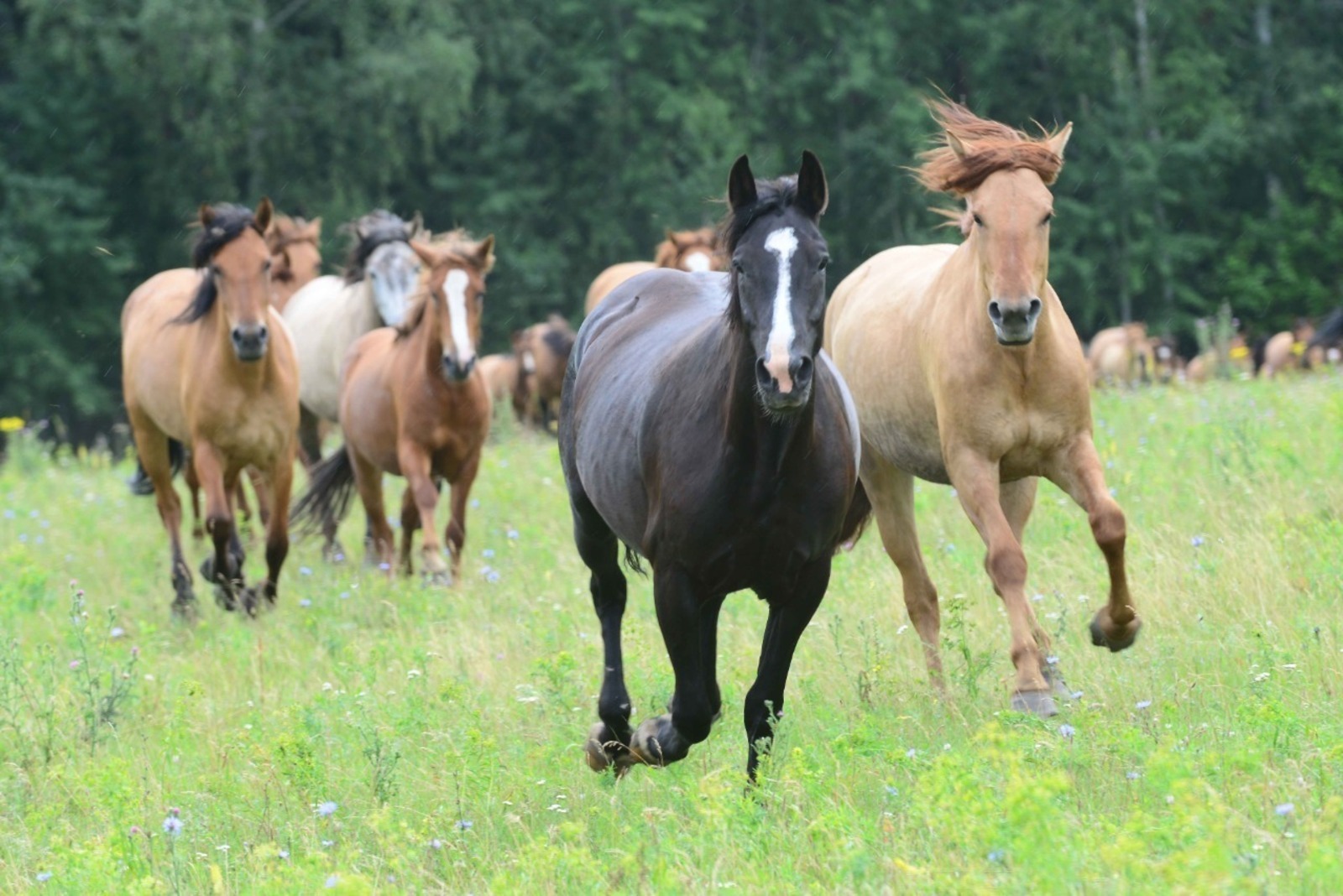 Сегодня, 29 июля на берегу озера Графское в Баймакском районе стартовал республиканский фестиваль лошадей башкирской породы «Башҡорт аты» («Башкирская лошадь»).