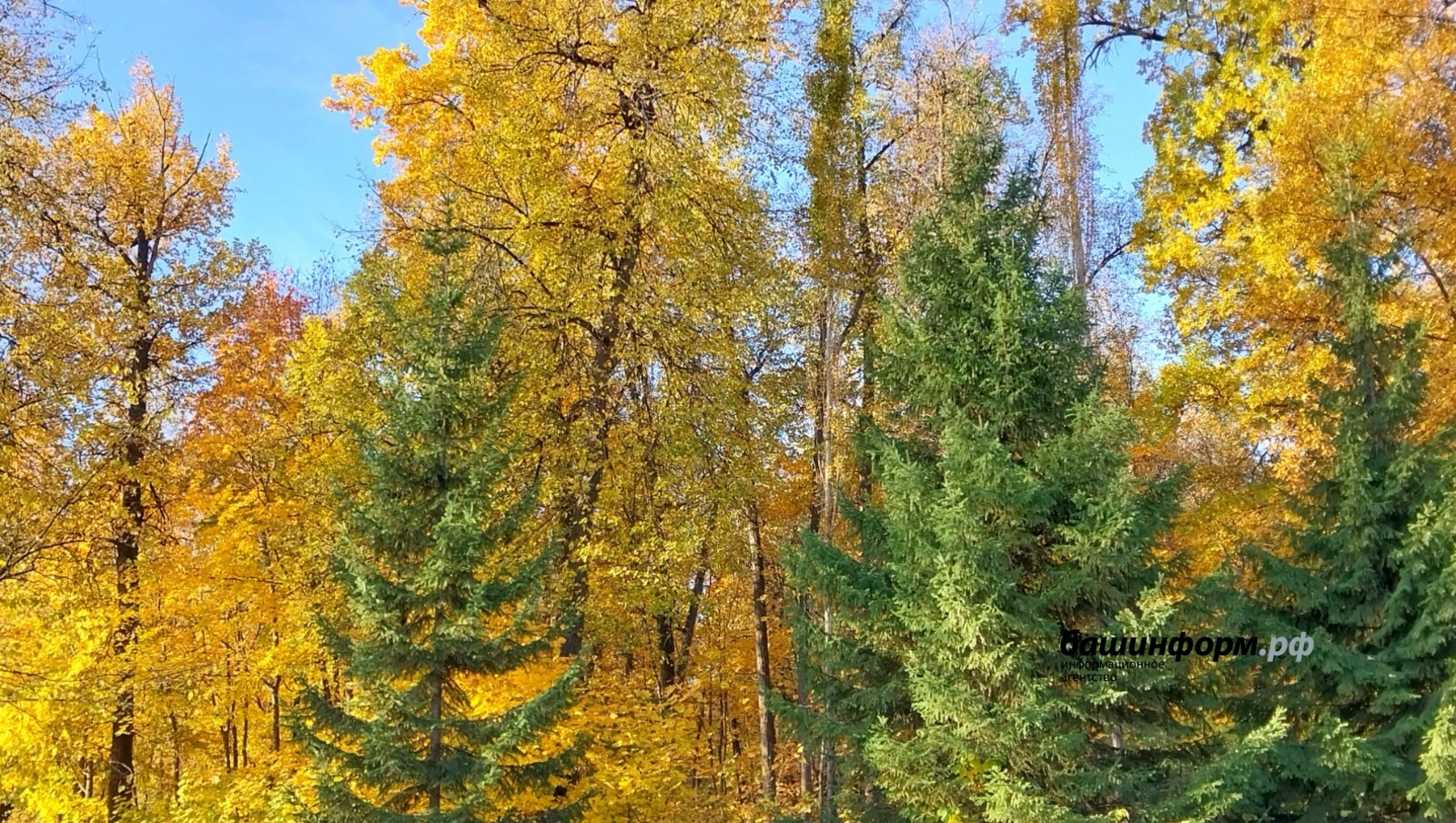 Лейла Аралбаева
