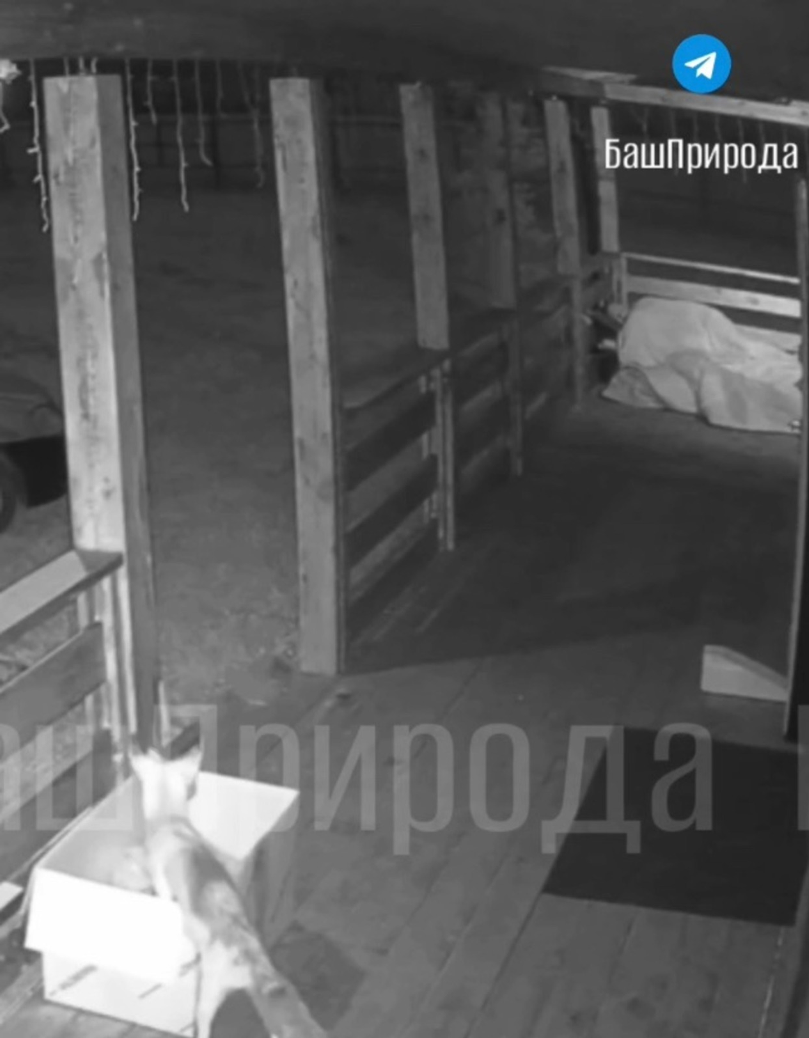 видеонан скриншот