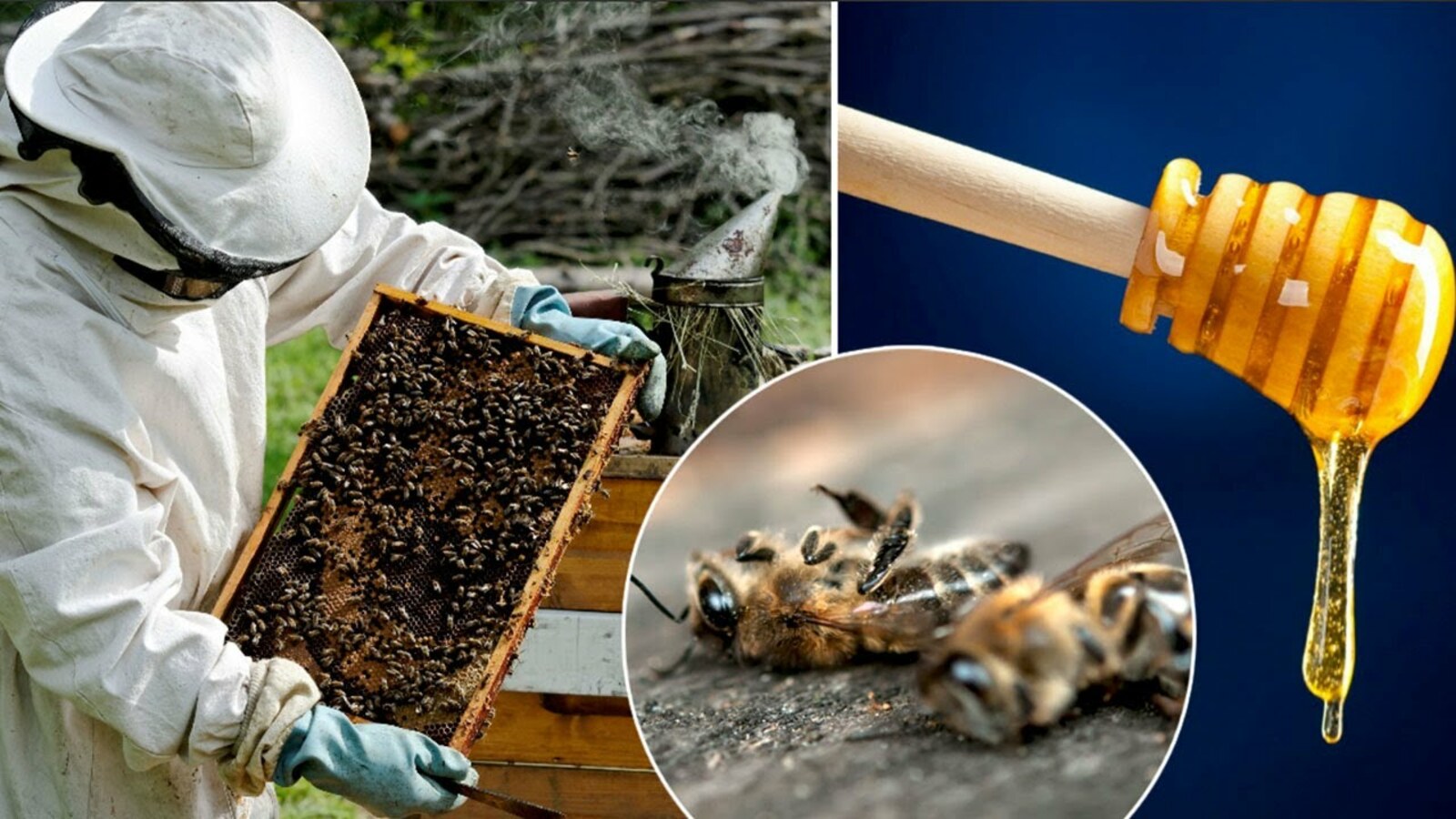 Мелеузовским пчеловодам объяснили алгоритм действия при гибели пчёл