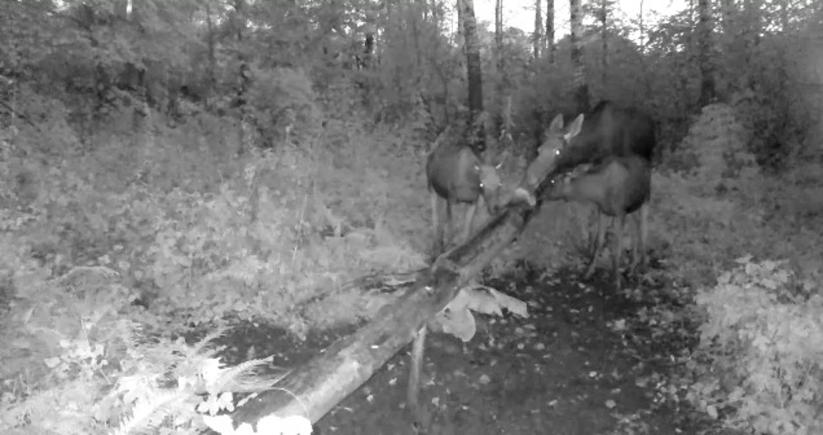 скриншот видео
