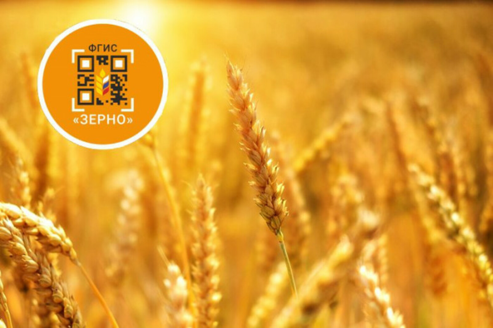 Минсельхоз Башкирии: информационная система «Зерно» заработает с первого сентября
