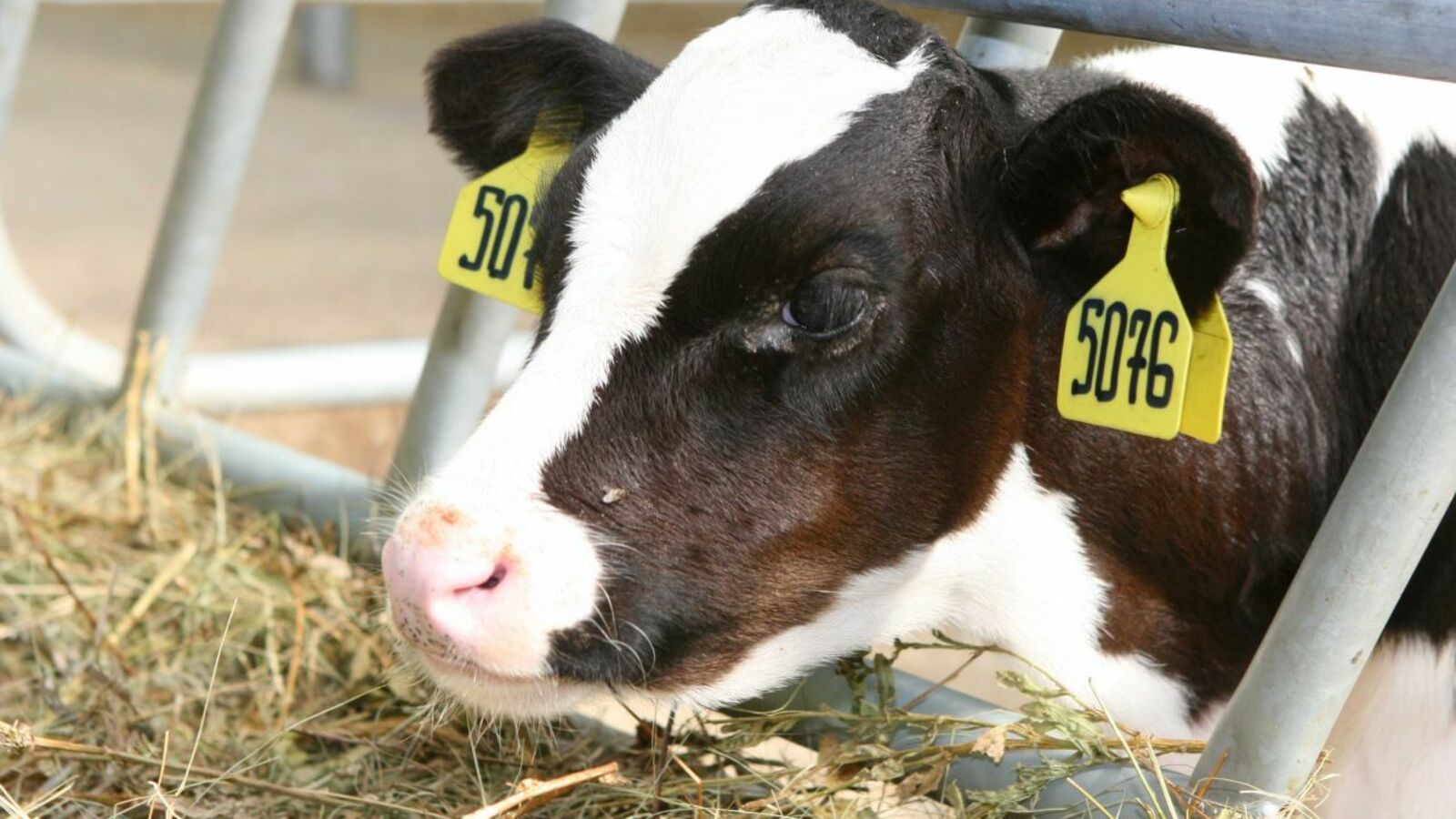 Андрей Старостин