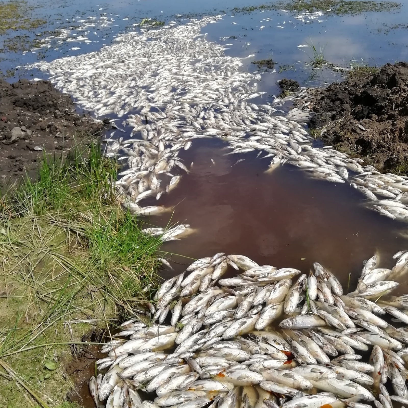 В реке Туяляс рядом с Сибаем обнаружена мертвая рыба