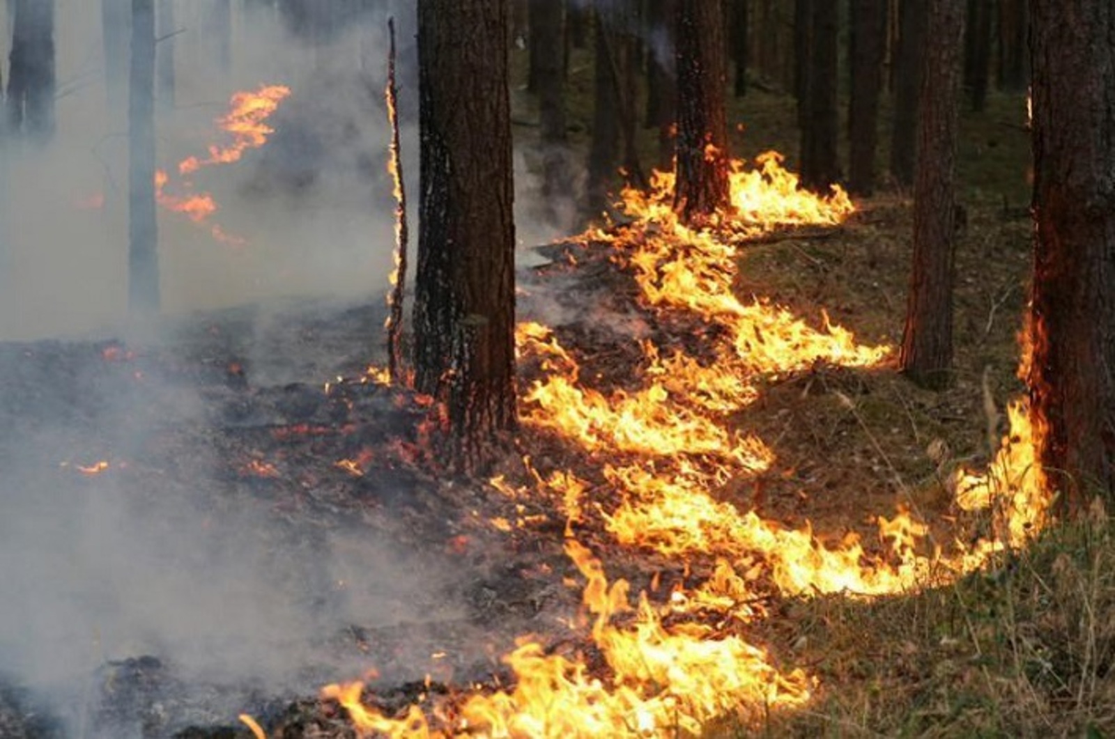В Башкирии снова загорелся лес