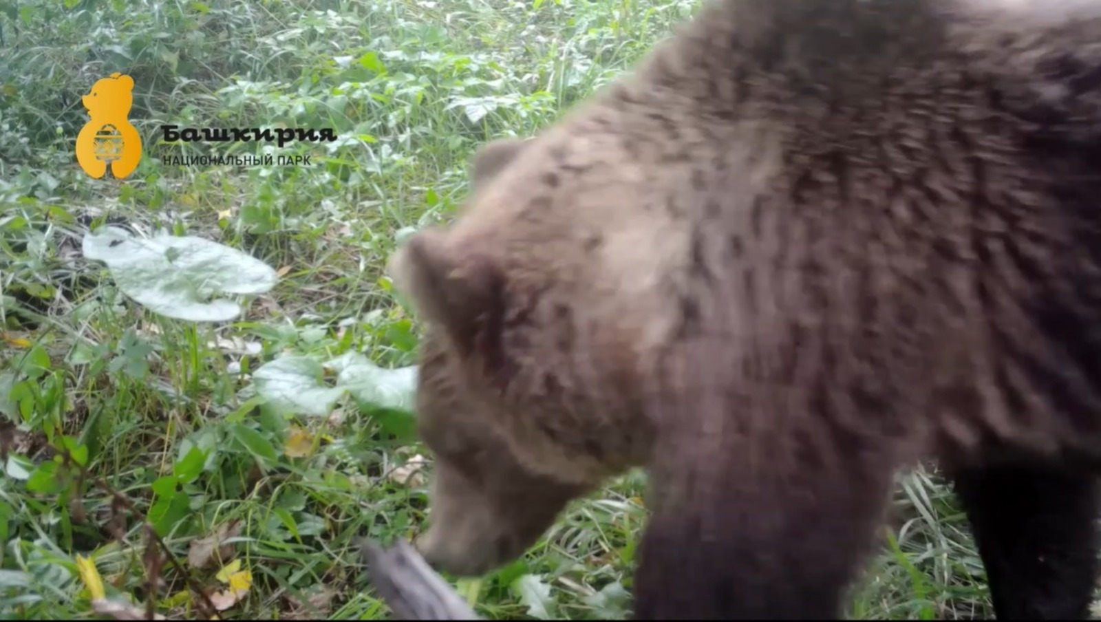 скриншот видео