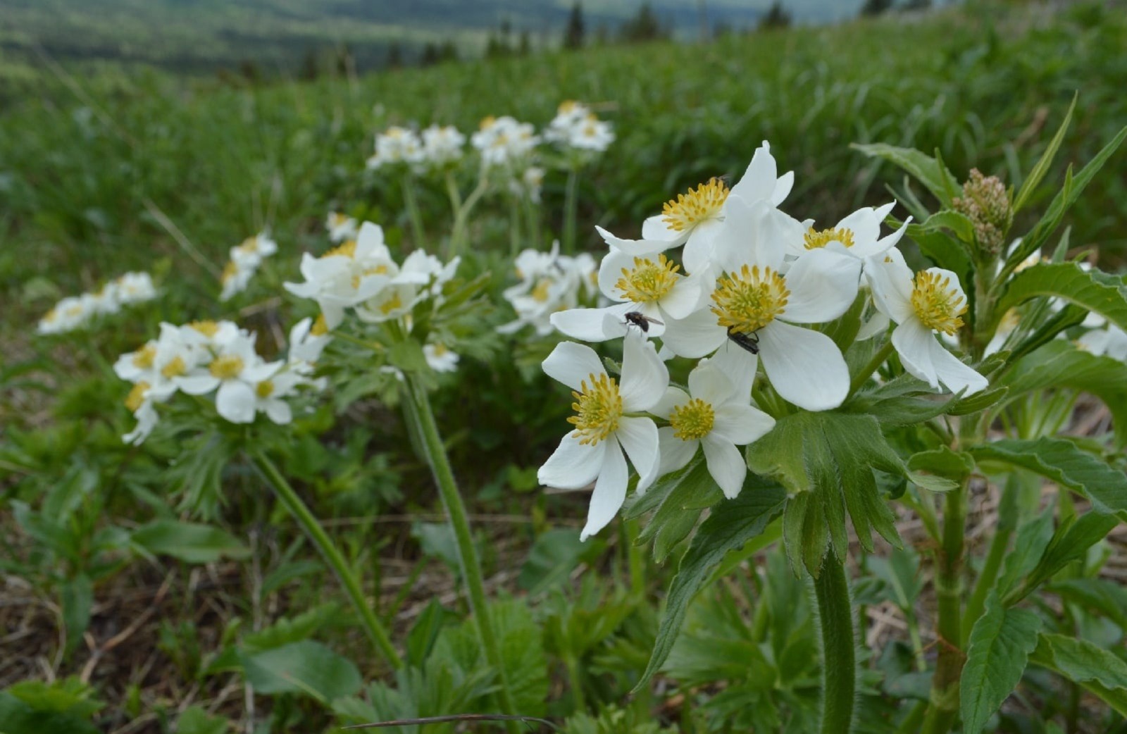 Дирекция по ООПТ РБ