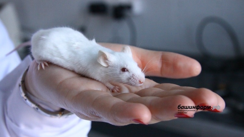 В Башкирии руководитель питомника лабораторных животных погубил 29 тысяч мышей на 4,7 млн рублей