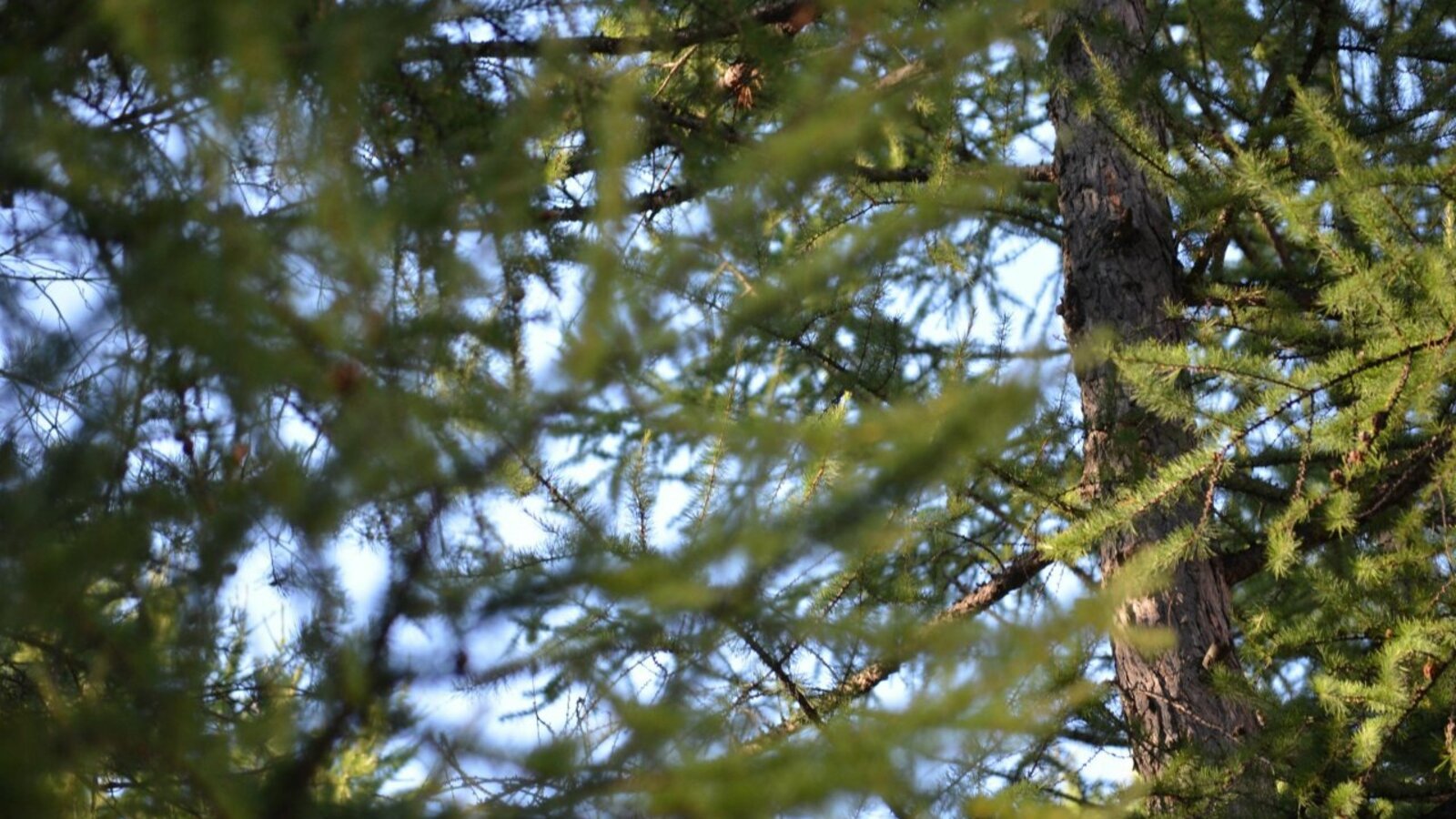 Ксения Калинина