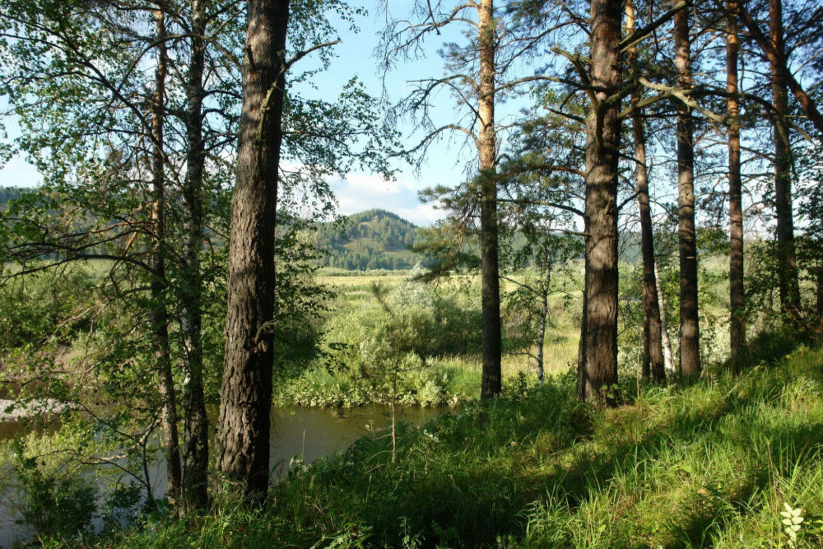Площадь дистанционного мониторинга лесов Башкортостана в 2023 году увеличится до 96%