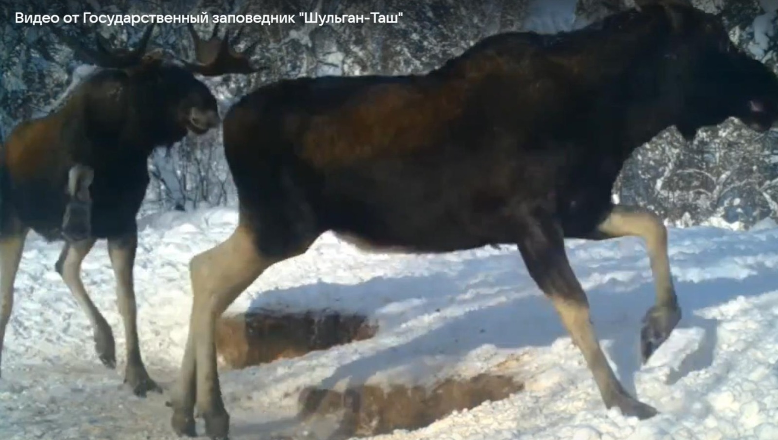 пресс-служба заповедника Шульган-Таш Vk