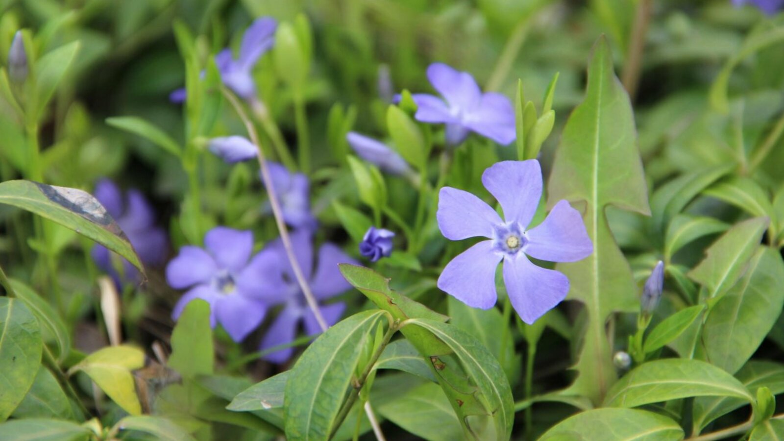 ИА «Башинформ»