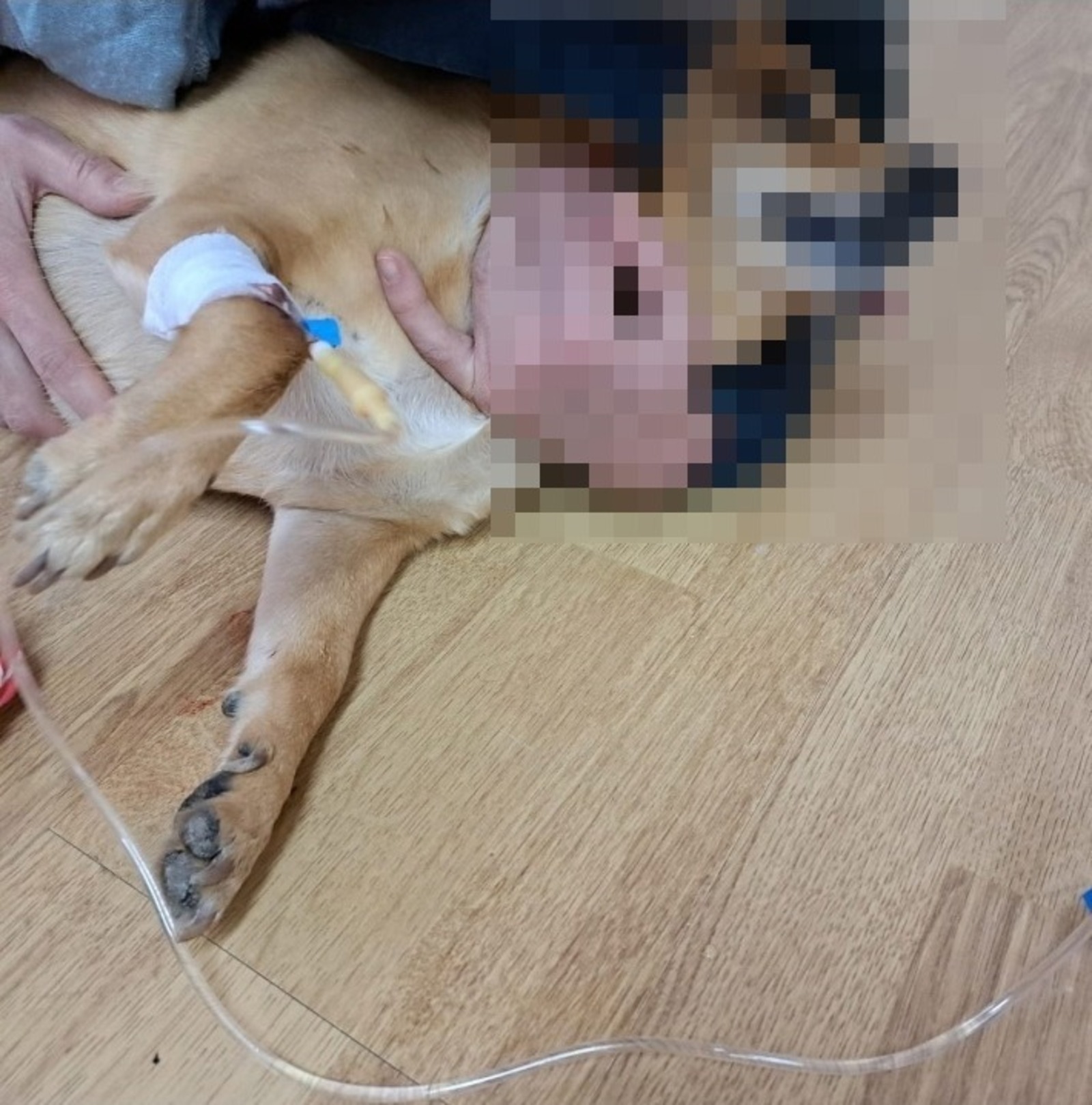 Фото предоставлено Татьяной Чадченко