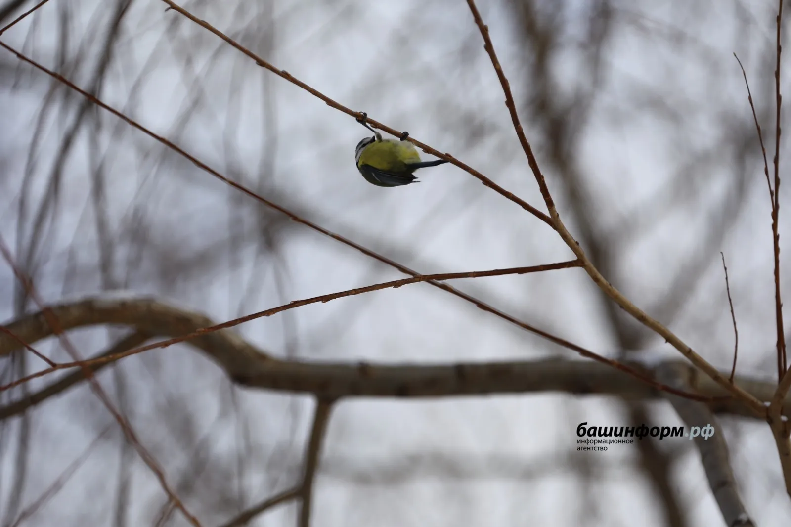 Валерий Шахов