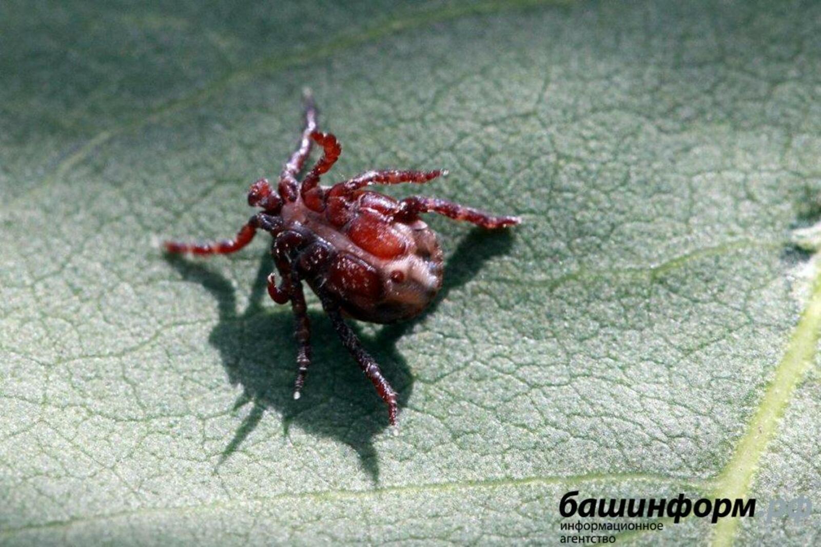 ИА «Башинформ»