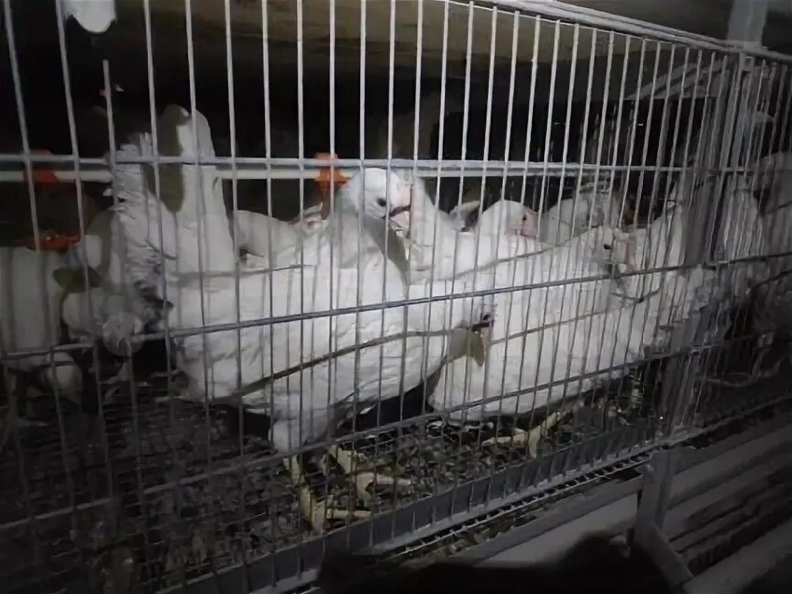 пресс-служба Управление Россельхознадзора по РБ