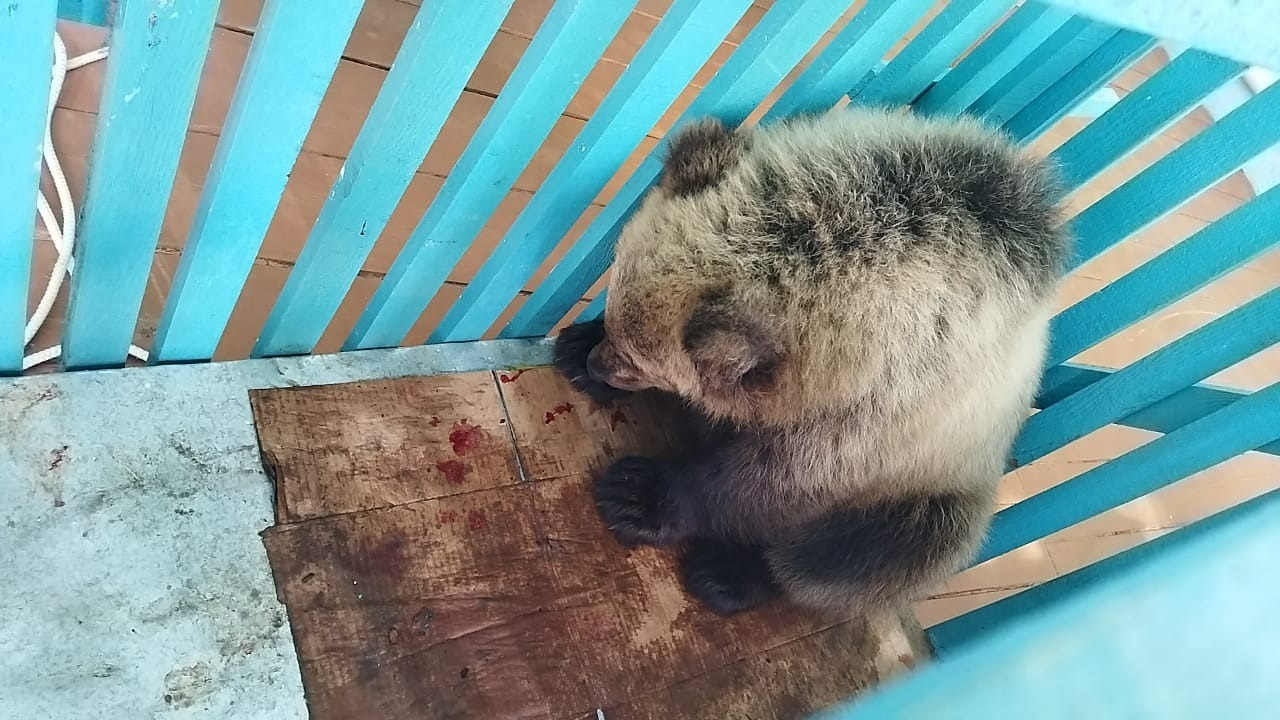 ветеринарная служба Зилаирского района