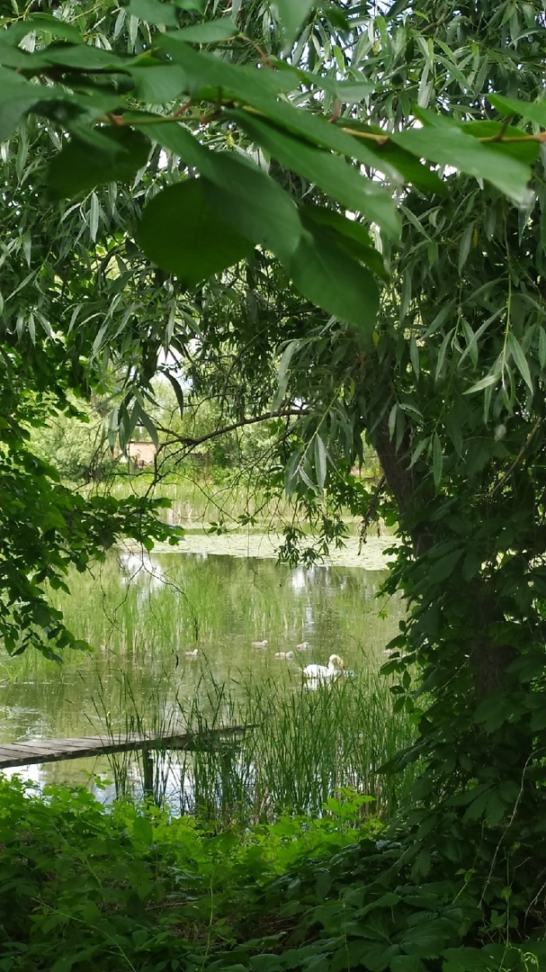 Пара лебедей, которая облюбовала одно из озер города Салавата, вывела потомство