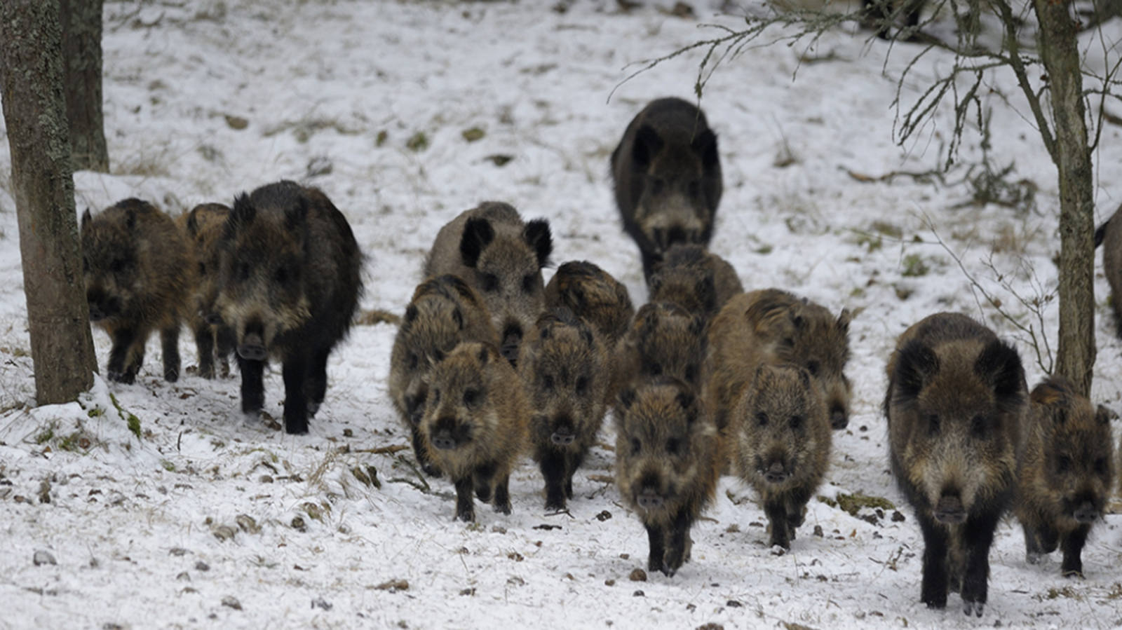 Минэкологии РБ