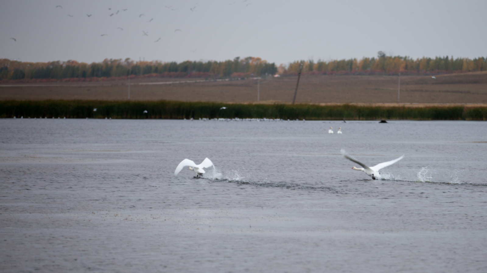 Минэкологии РБ