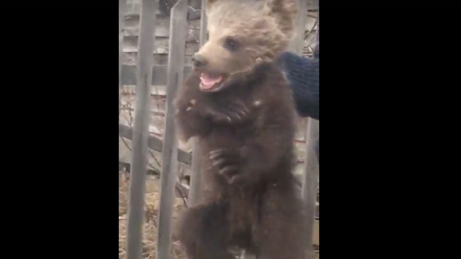 скриншот видео