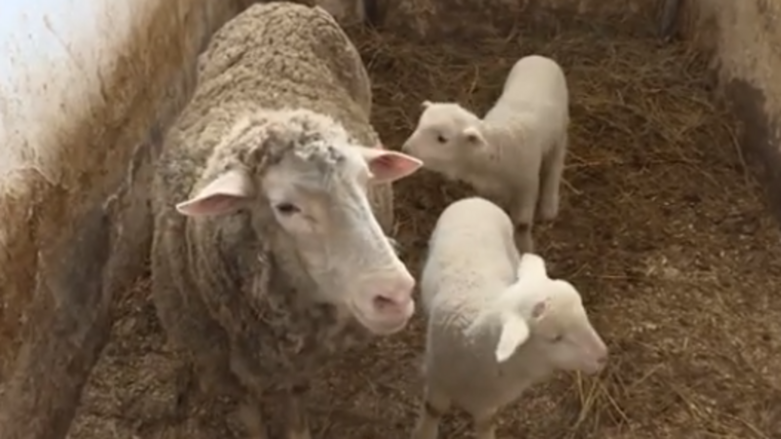 Стоп-кадр видео "Вся Уфа"