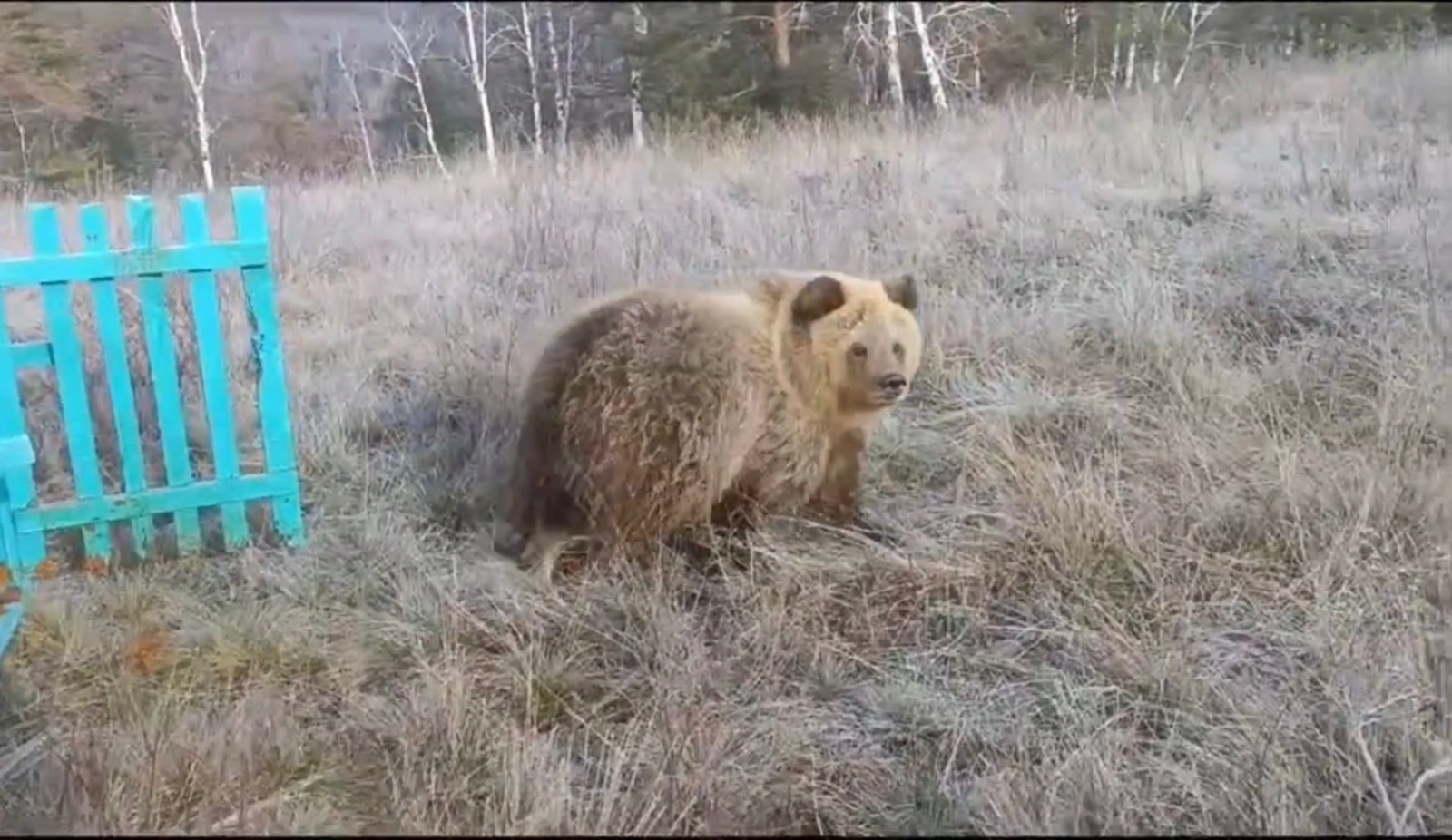 скриншот видео