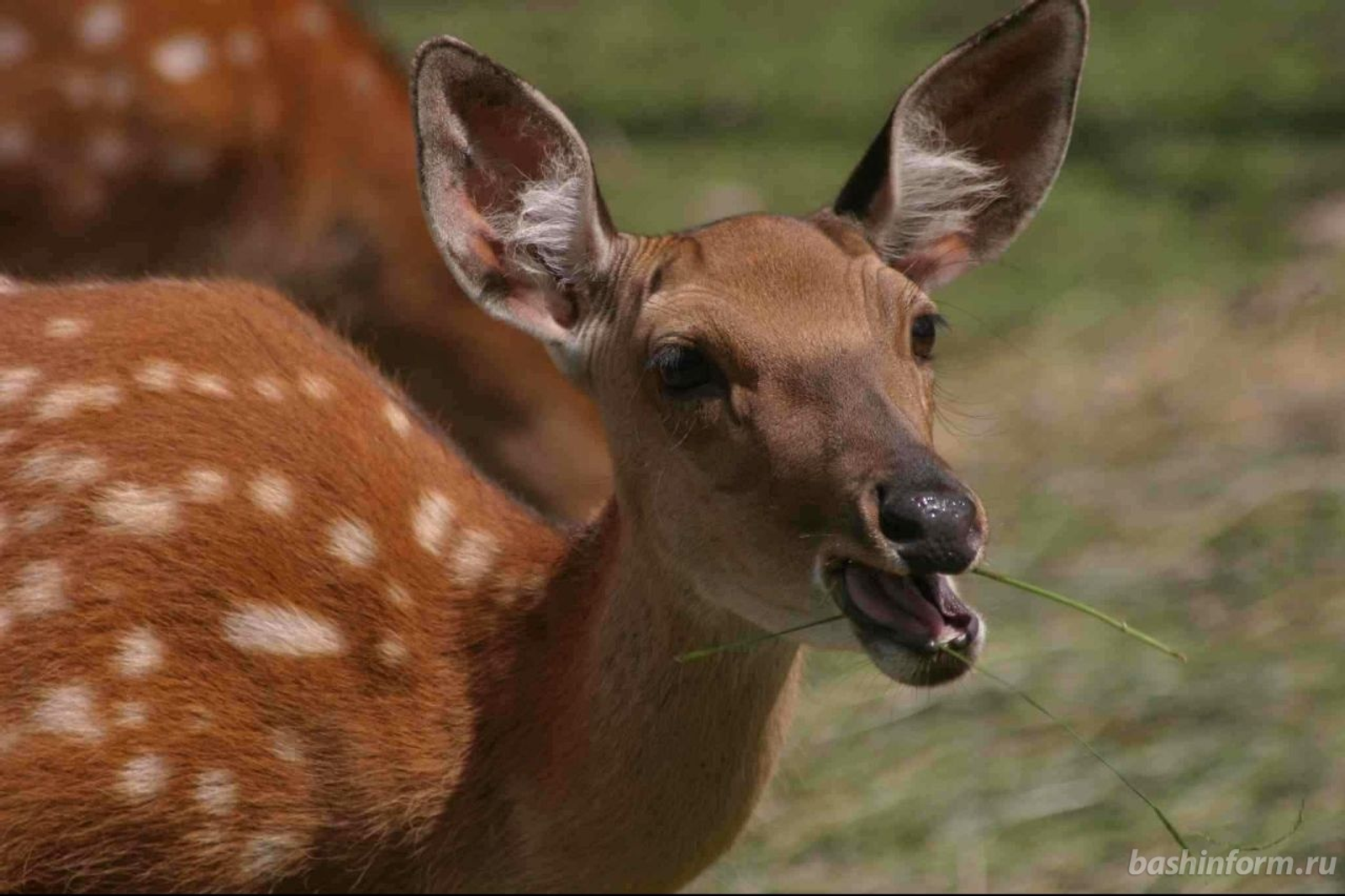 Олег Яровиков