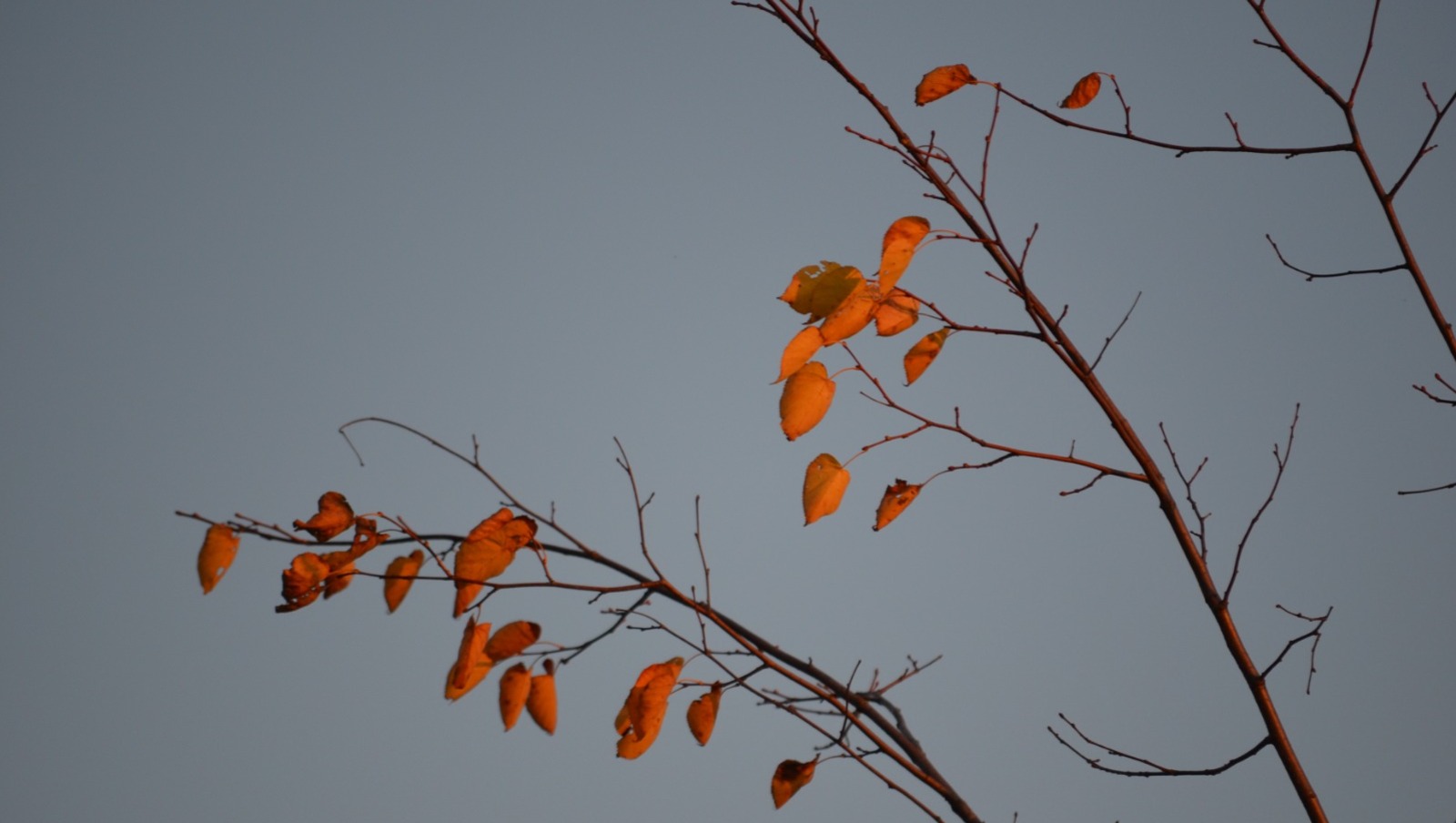 Ксения Калинина