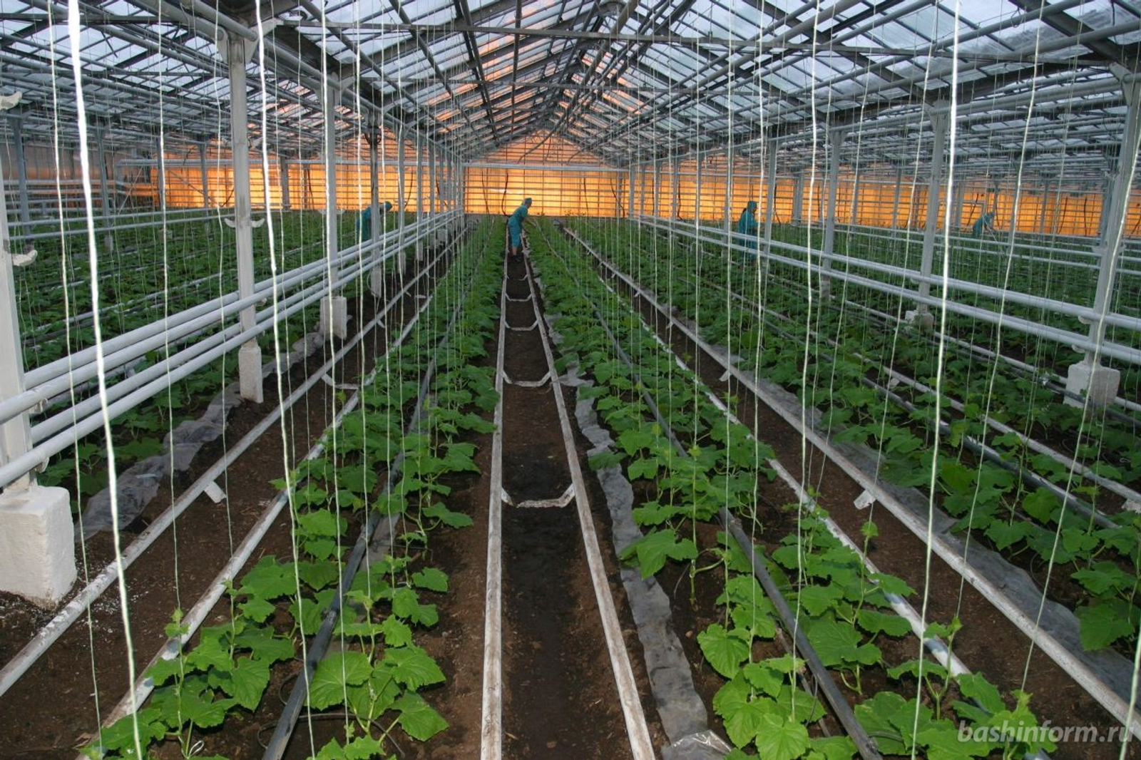 Олег Яровиков