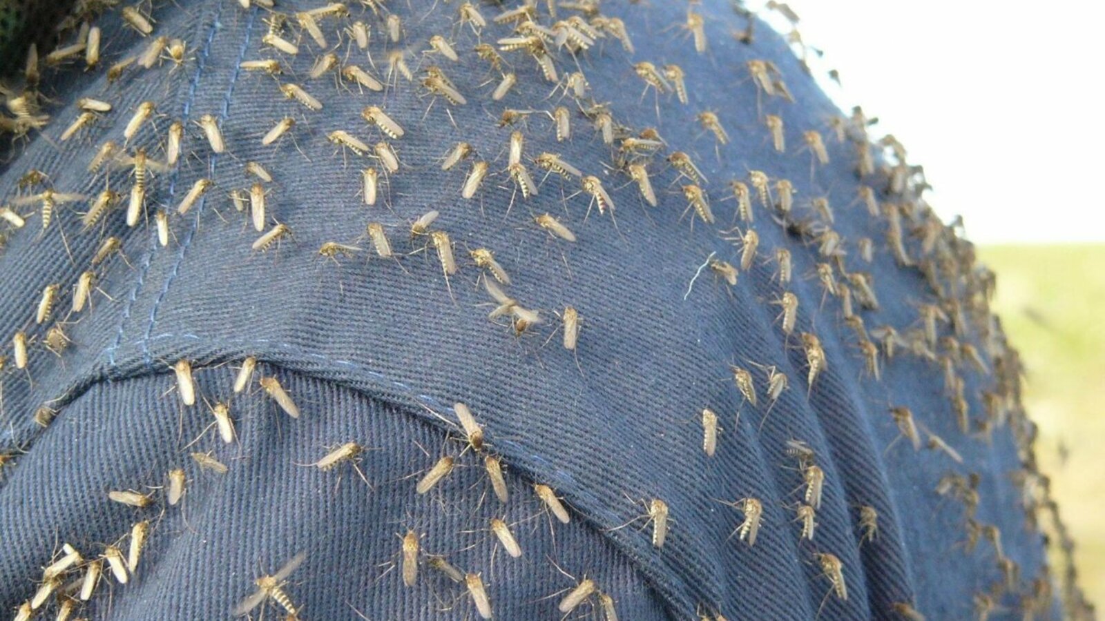 Розалия Валеева