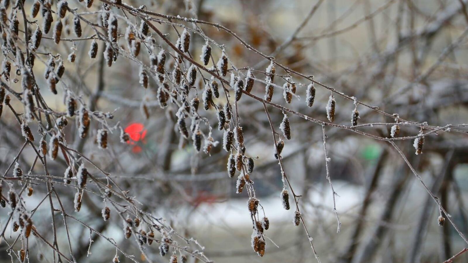 Валерий Шахов
