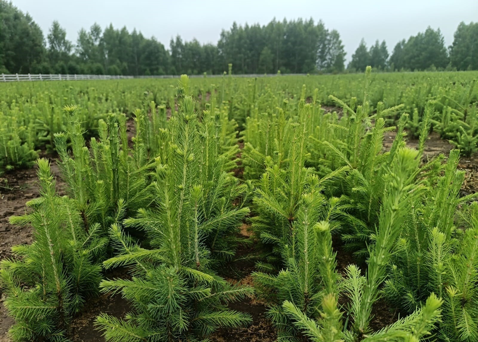 пресс-служба министерства лесного хозяйства Башкирии предоставлено «Башинформу»