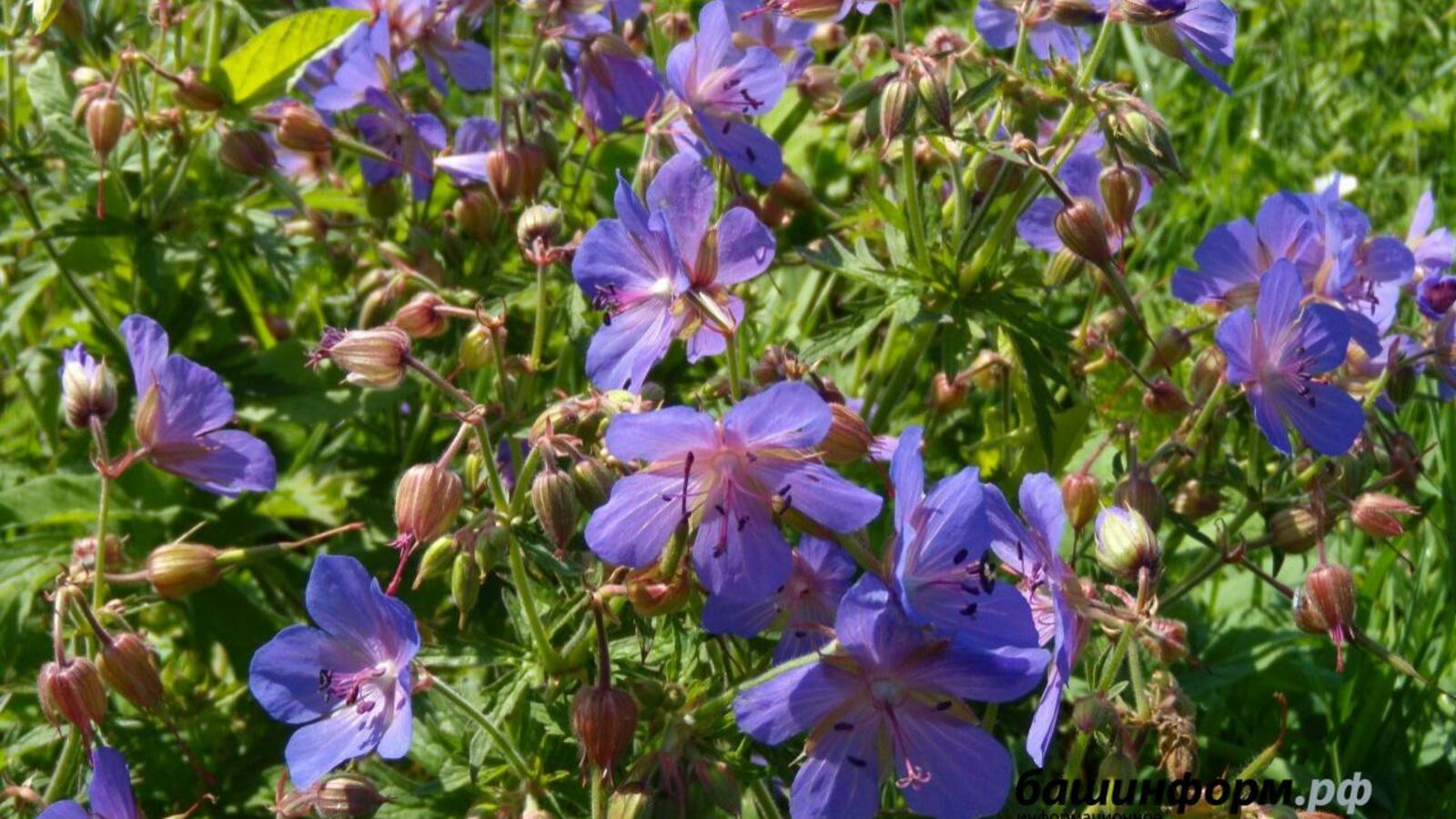 Валерий Шахов