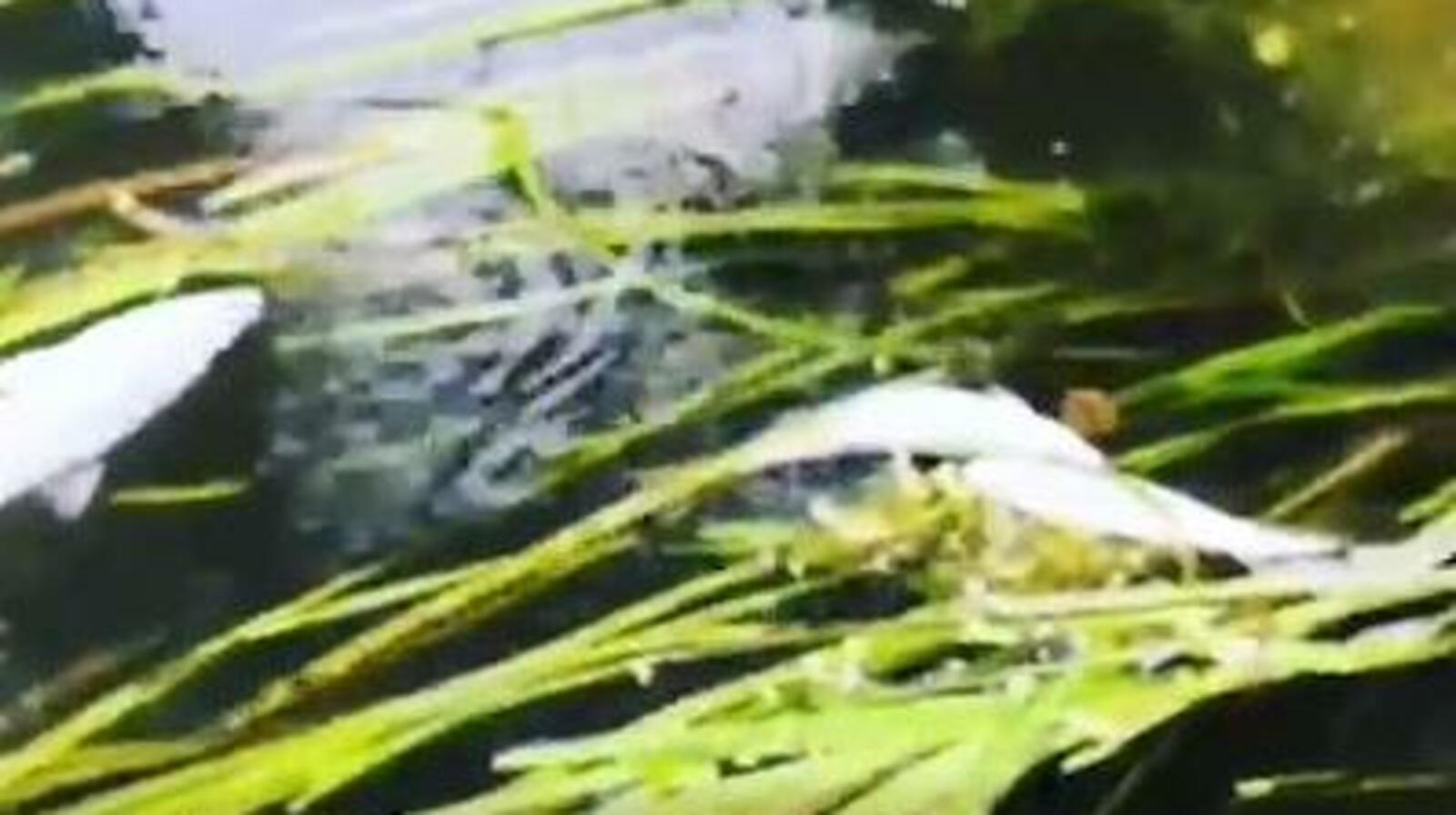 ellina.pak/ instagram