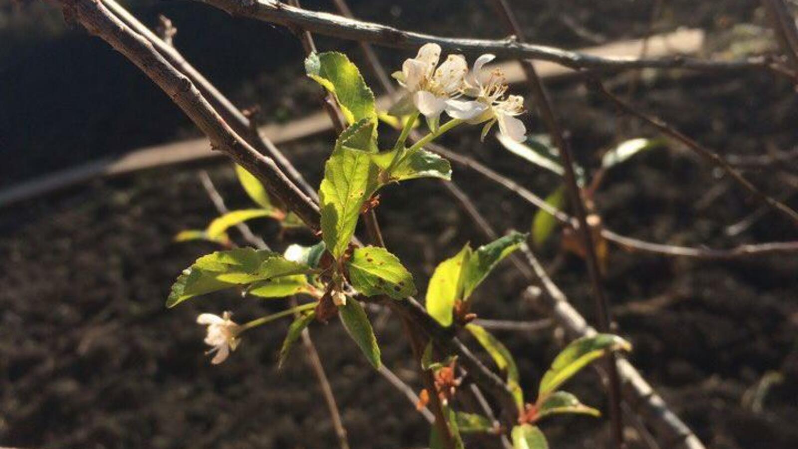 Дарья Петрова