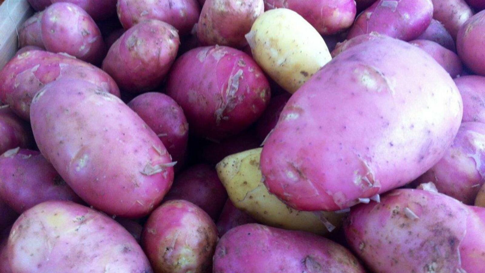 Галина Бахшиева