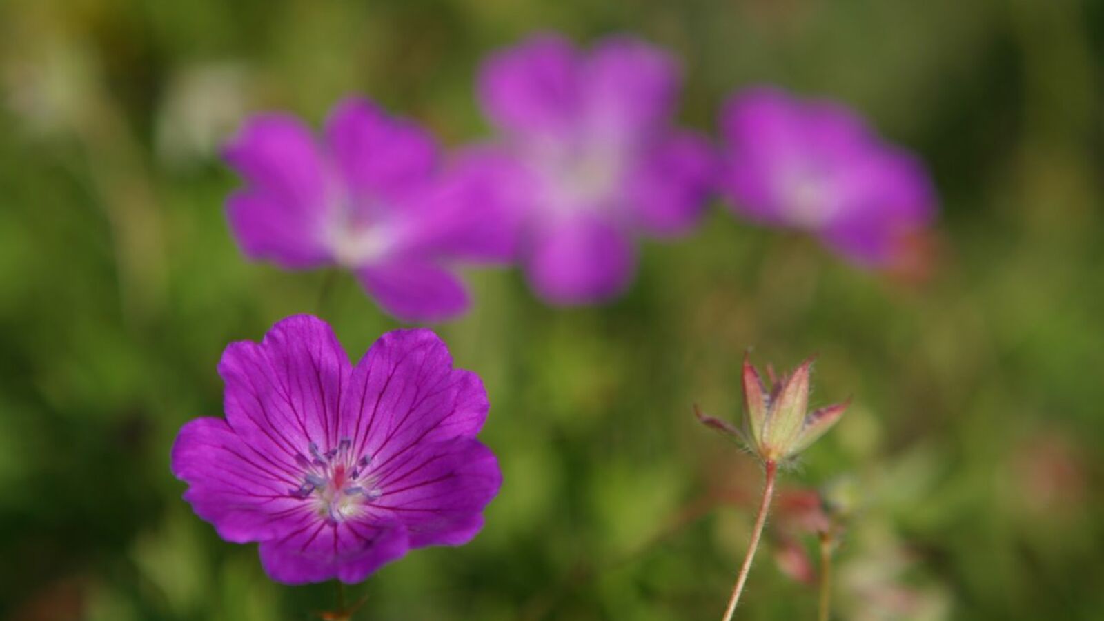 Андрей Старостин