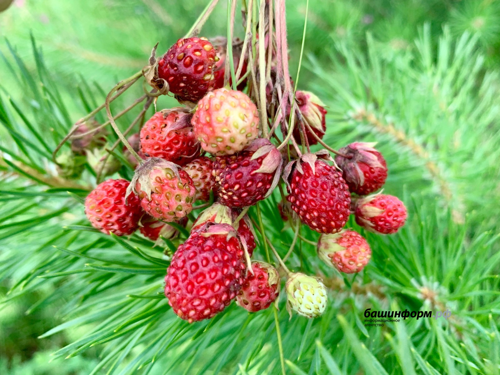 Галина Бахшиева