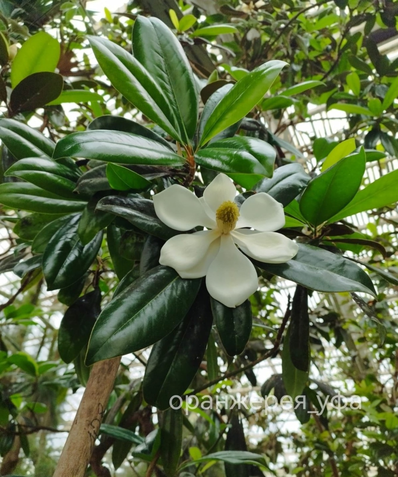 Өфөнөң ботаника баҡсаһы оранжереяһы, Вк