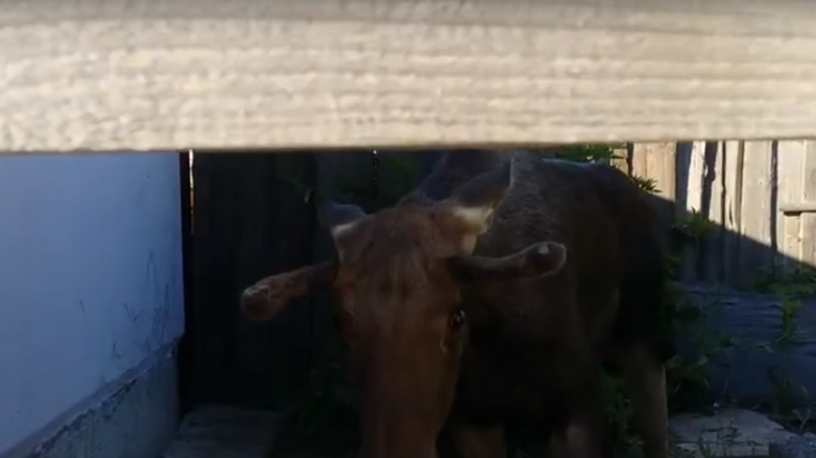 Стоп-кадр видео