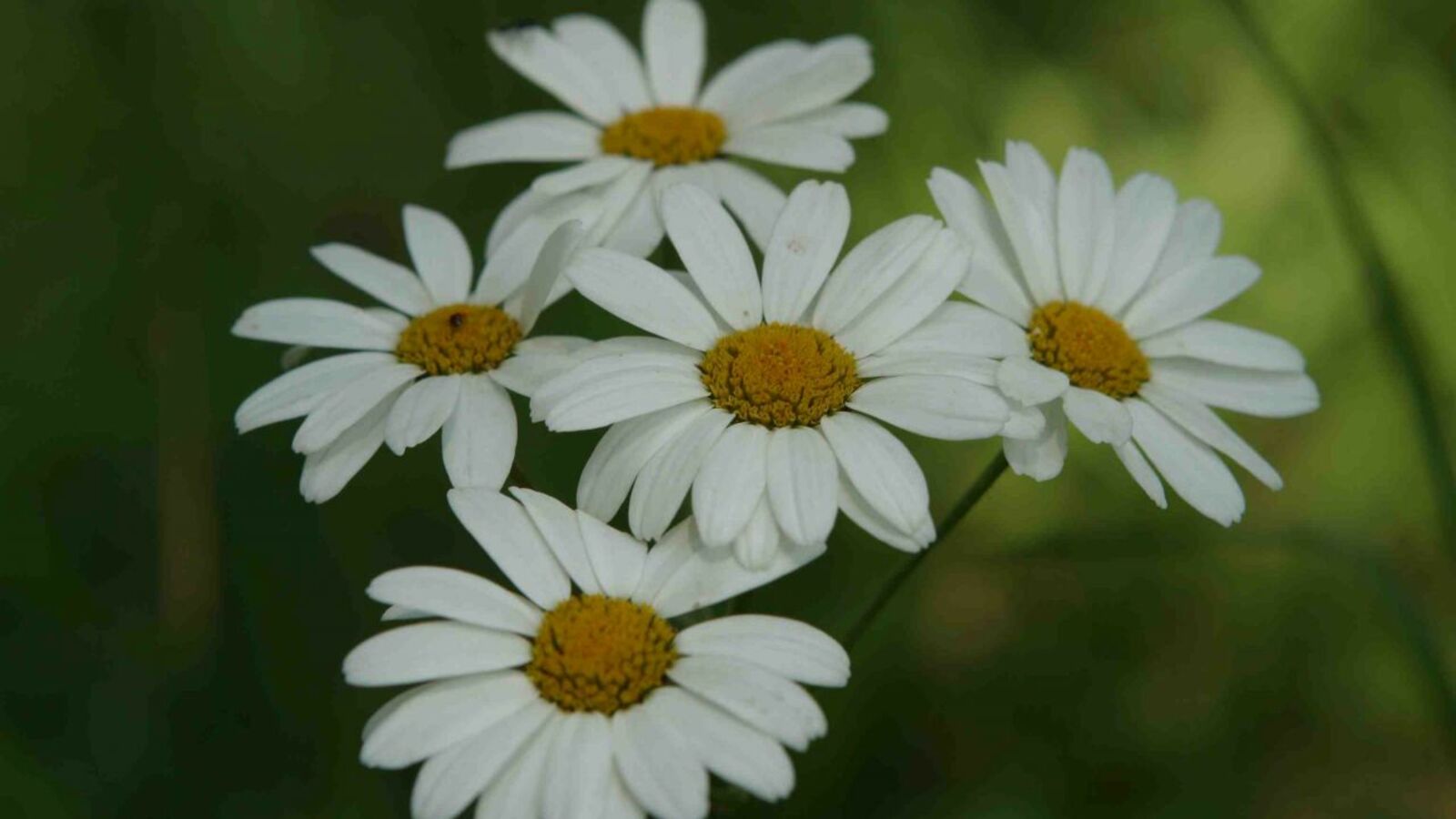 Андрей Старостин
