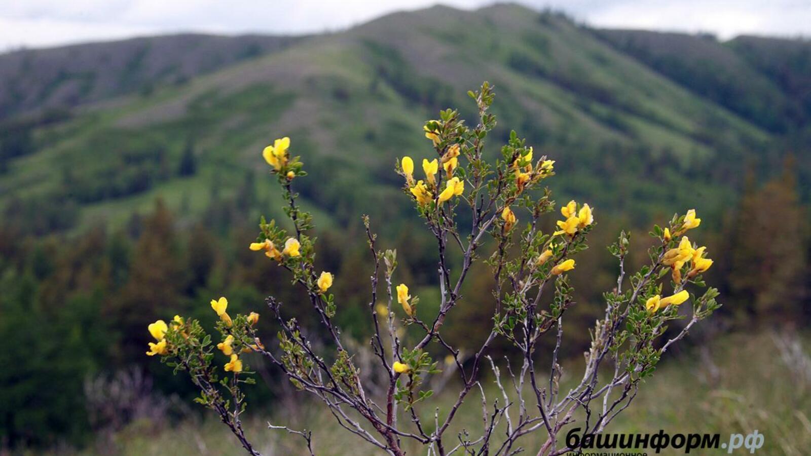 ИА «Башинформ»