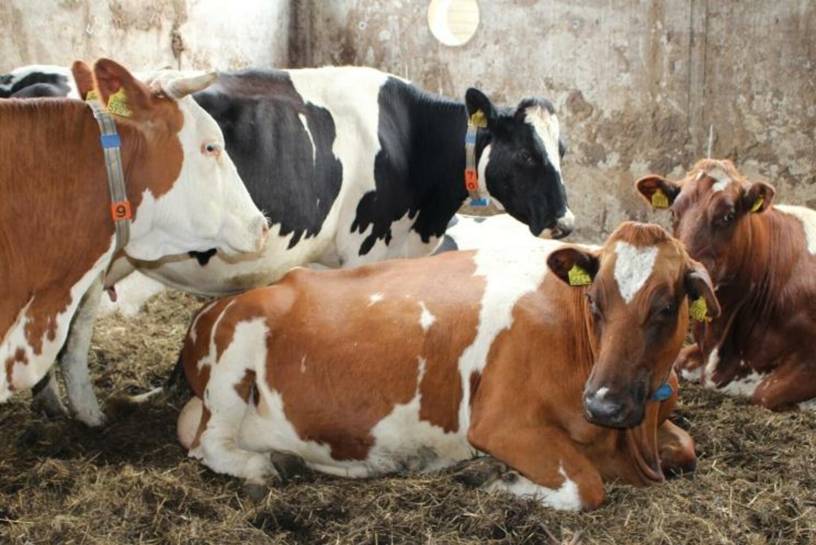 agroinvestor.ru