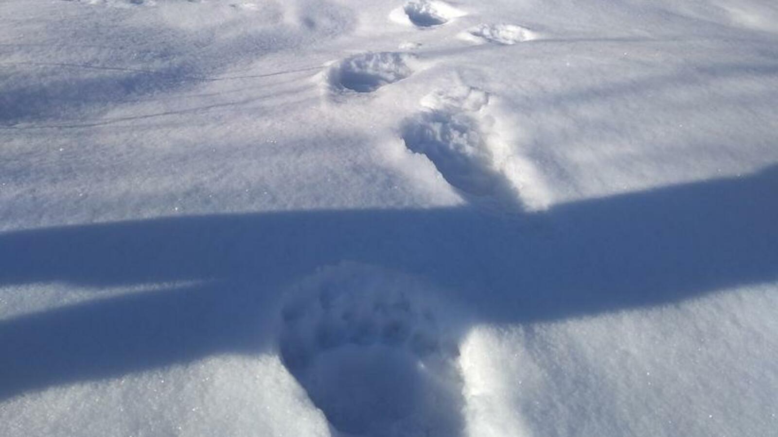 НП «Башкирия»